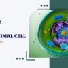 Plant Cell vs Animal Cell :  6 Key differences