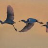 The Early Bird’s Advantage: Seizing Success Through Timely Action