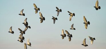 Birds of a Feather Flock Together: Understanding a Timeless Proverb